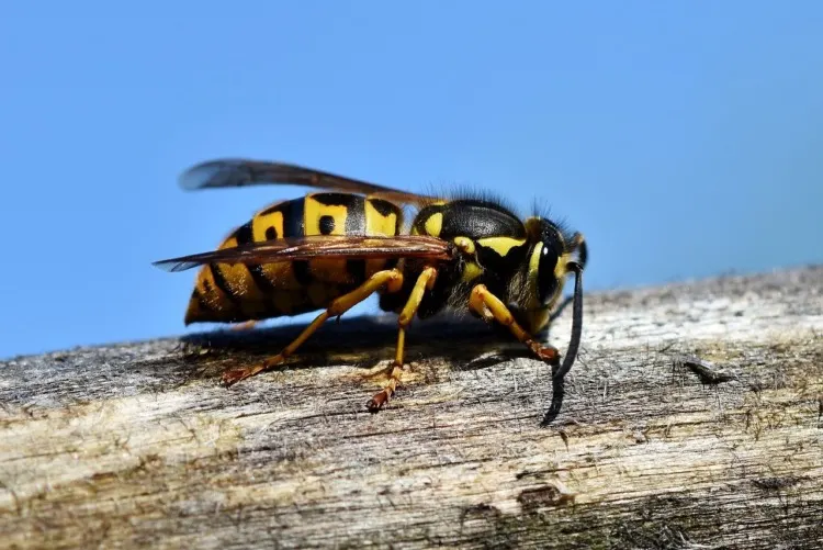 yellow and black hornet