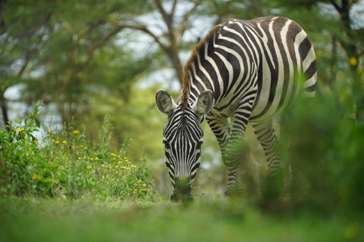 Zebra eating grass in Kenya