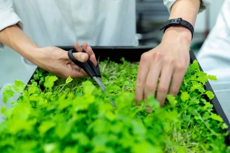 An agricultural engineer