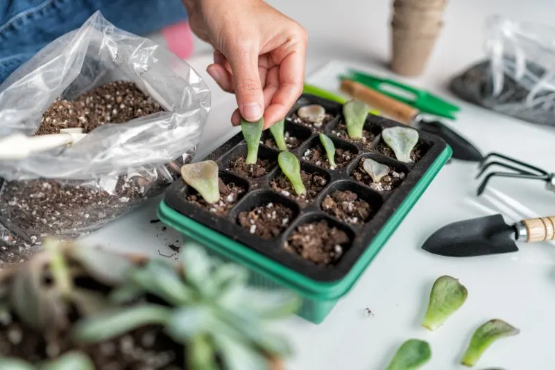 plant leaves in potting mix propagator tray for sprouting