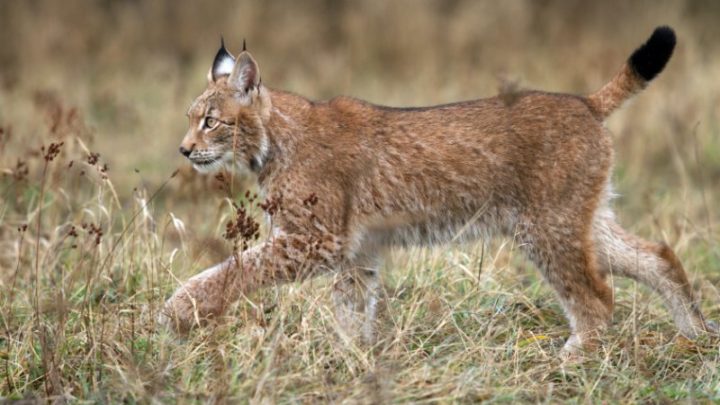 Iberian Lynx in the Wild