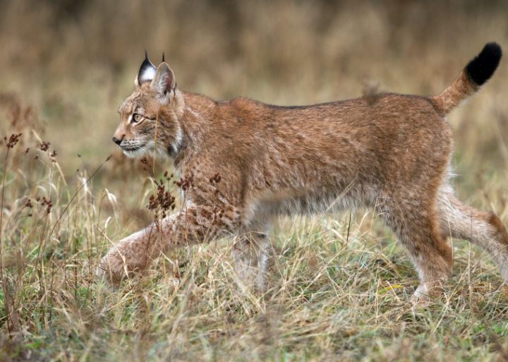 Iberian Lynx in the Wild