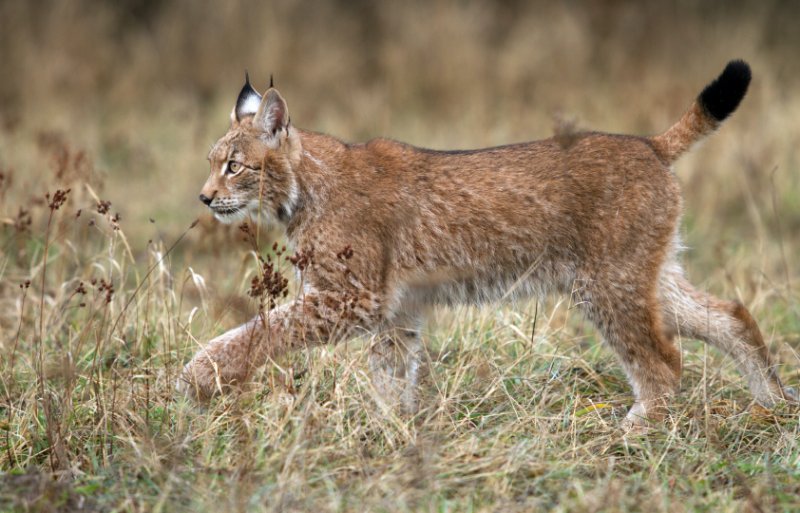 Iberian Lynx in the Wild