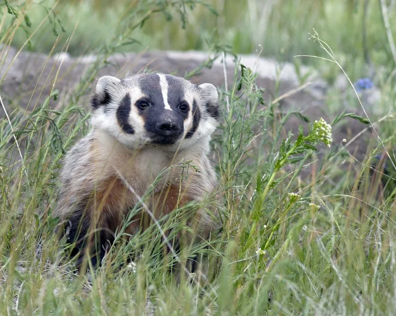 American Badger in the Wild