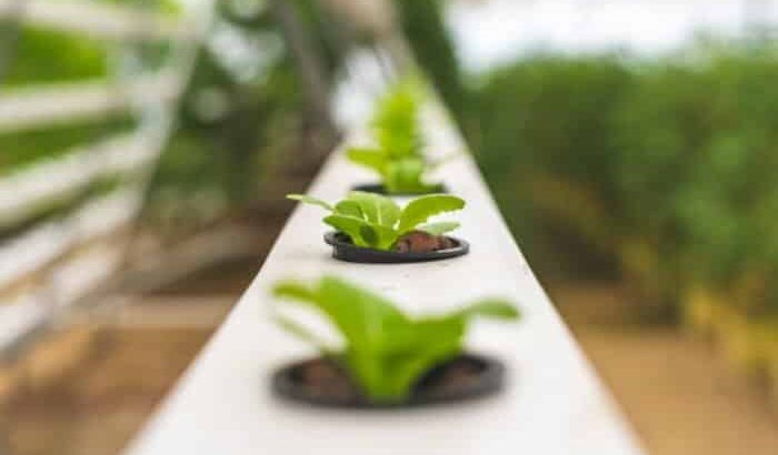 13 Best Aquaponics in a Greenhouse