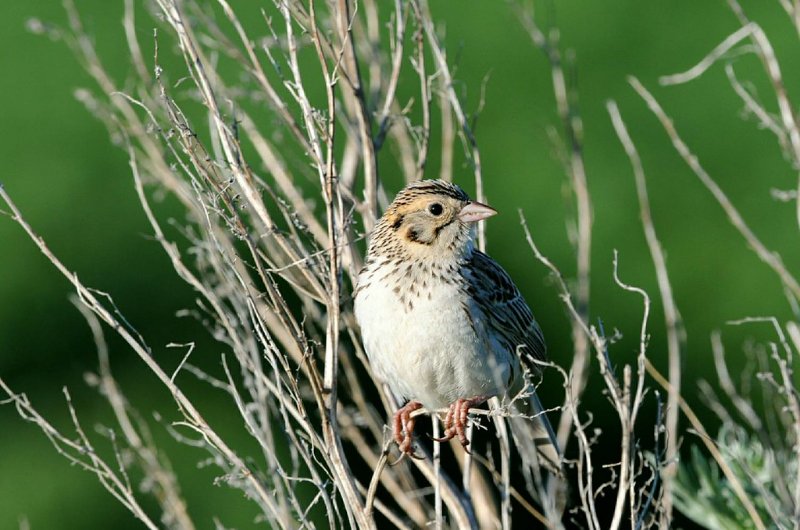 Lone Baird's Sparrow