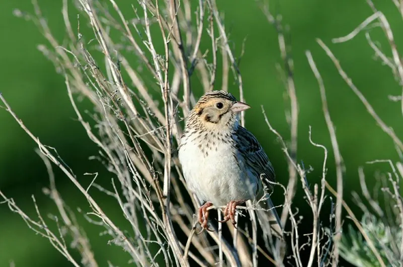 31 Most Endangered Species in Canada 17 Lone Baird's Sparrow