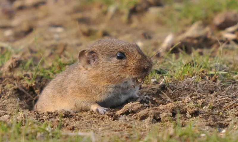 Bavarian Pine Vole on a Hole