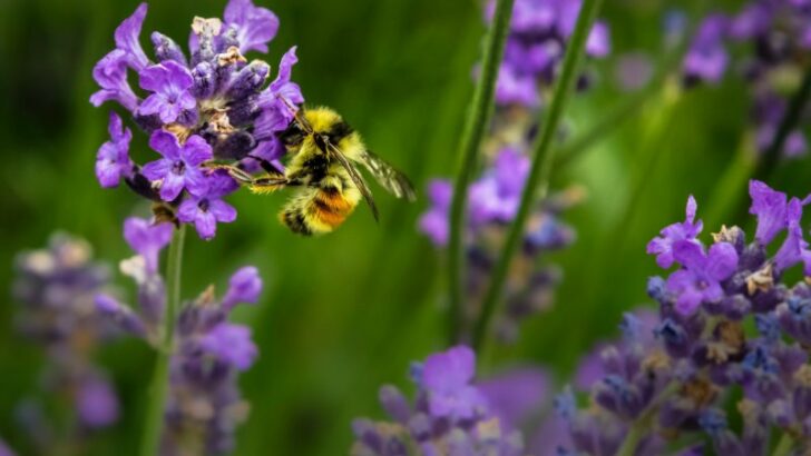 bee collecting nectar from flower