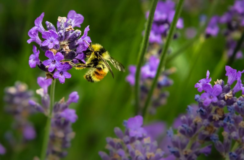 bee collecting nectar from flower