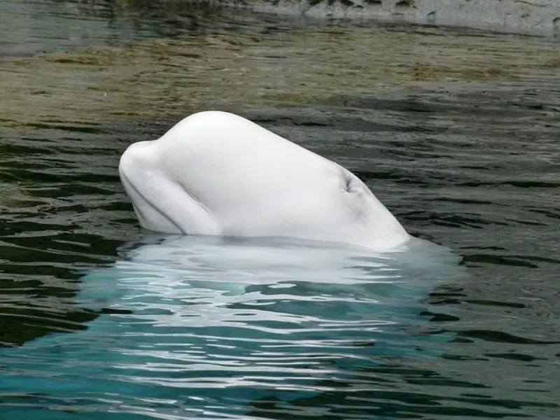 Head of Beluga Whale