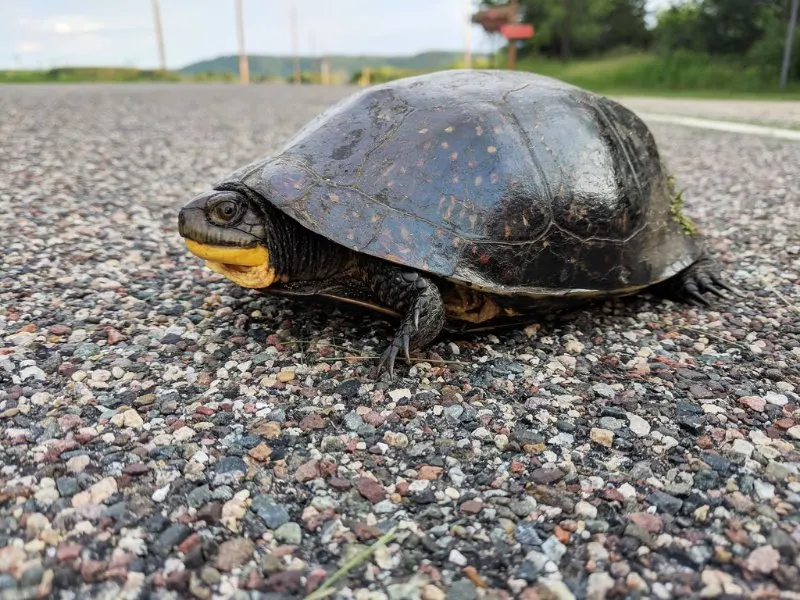 31 Most Endangered Species in Canada 19 Blanding's Turtle on the Road