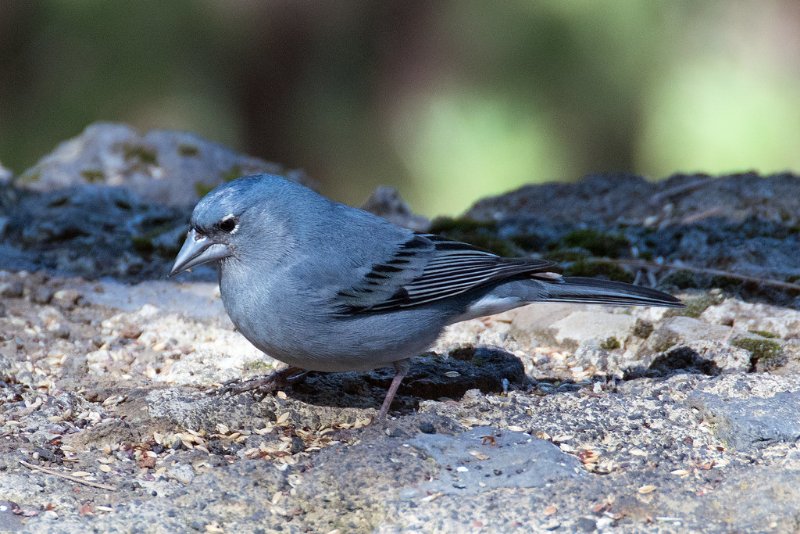 Adult Blue Chaffinch