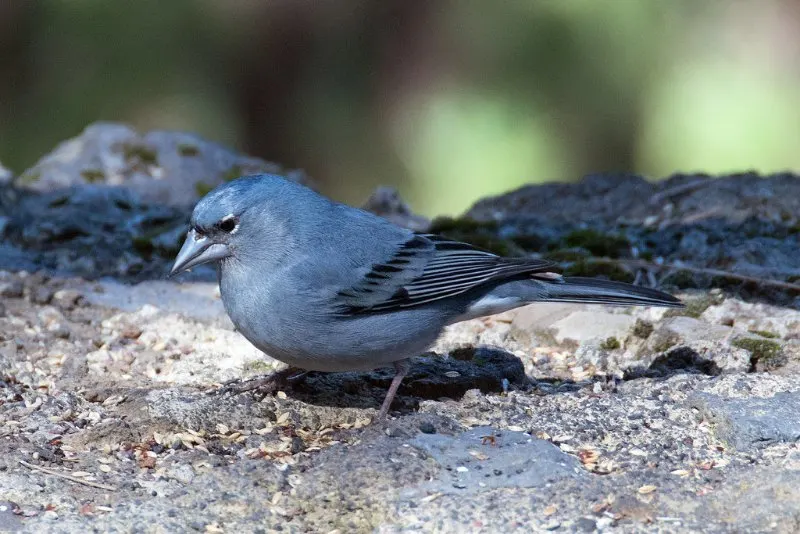 17 Most Endangered Animals of Europe 16 Adult Blue Chaffinch