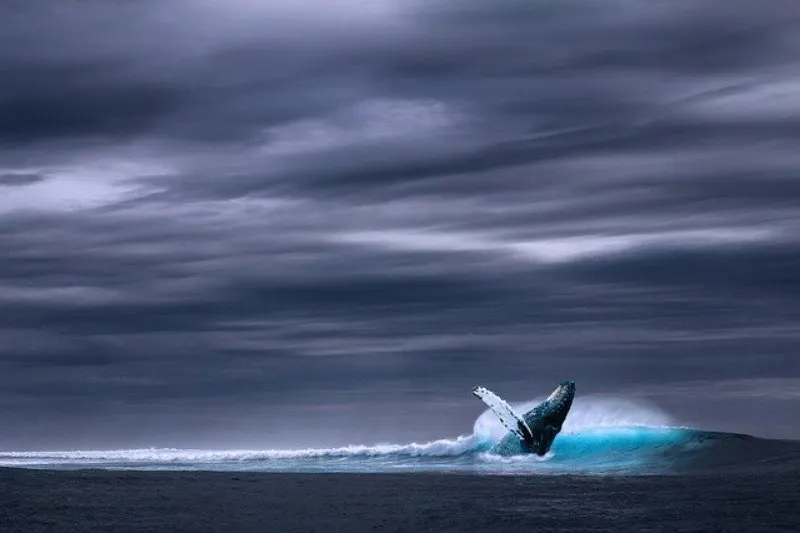 31 Most Endangered Species in Canada 7 Blue Whale
