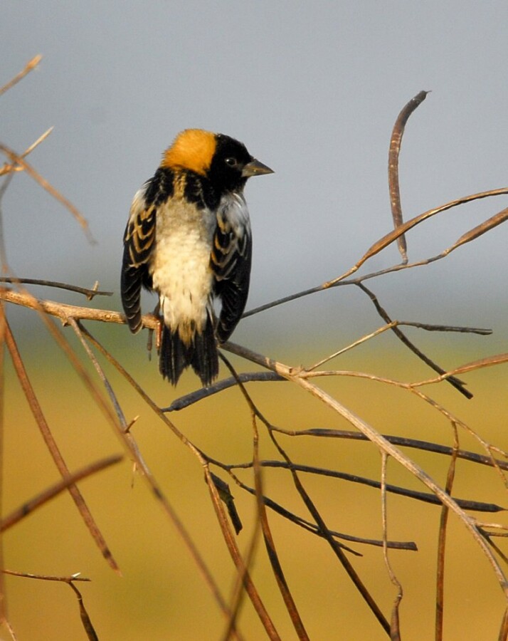 Lone Bobolink