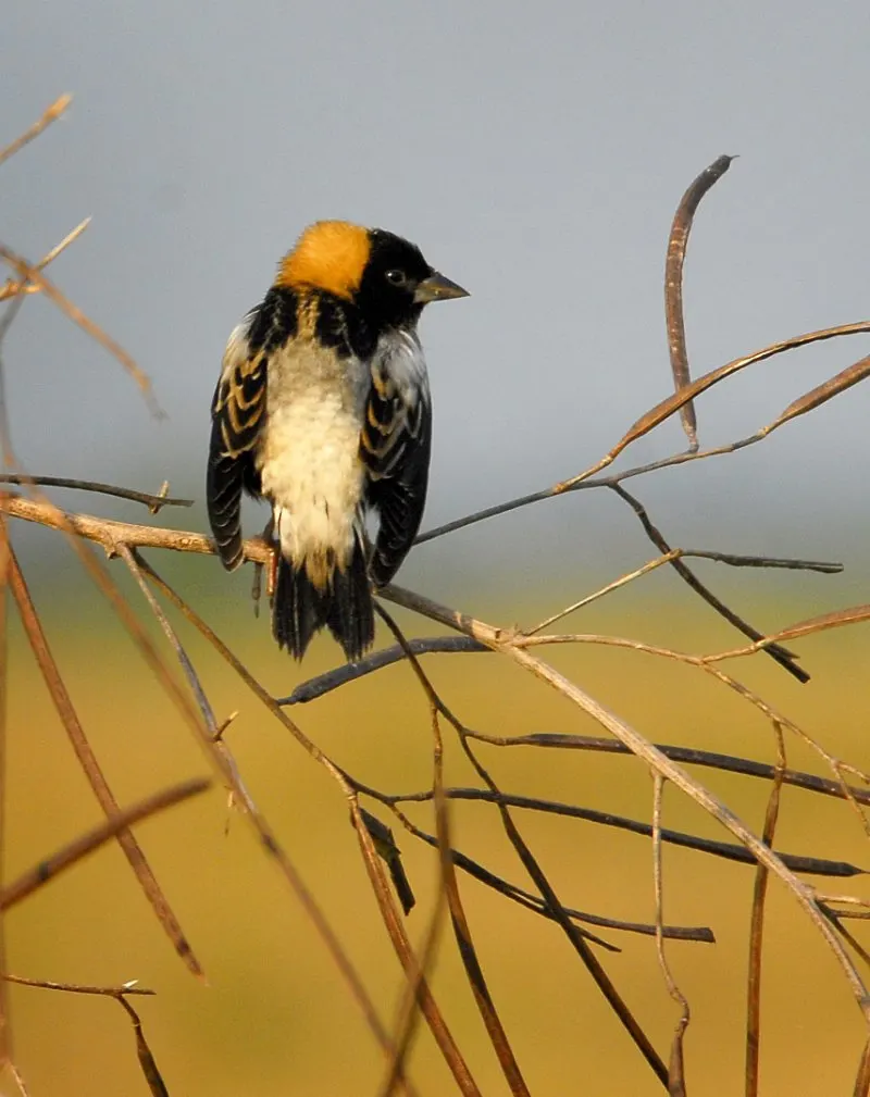 31 Most Endangered Species in Canada 21 Lone Bobolink