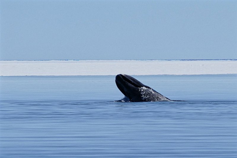 Lone Bowhead Whale