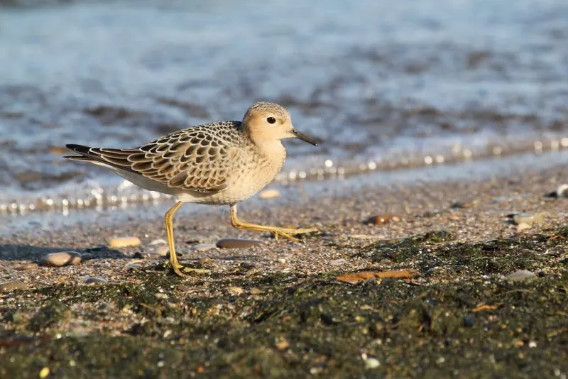 Lone Buff-breasted Sandpiper