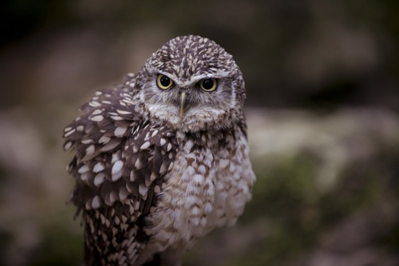 Lone Burrowing Owl