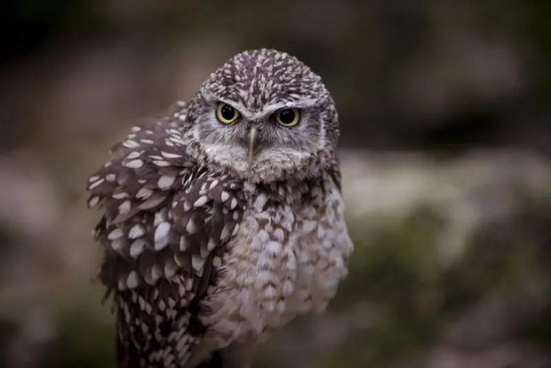 31 Most Endangered Species in Canada 23 Lone Burrowing Owl