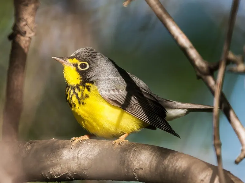 Colorful Canada Warbler