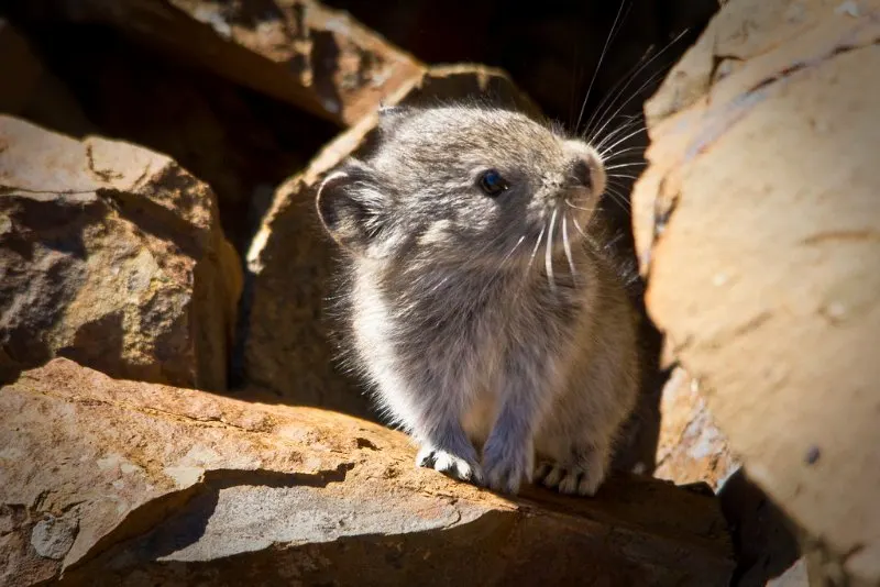 Small Collared Pika