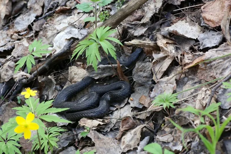 Black Common European Viper