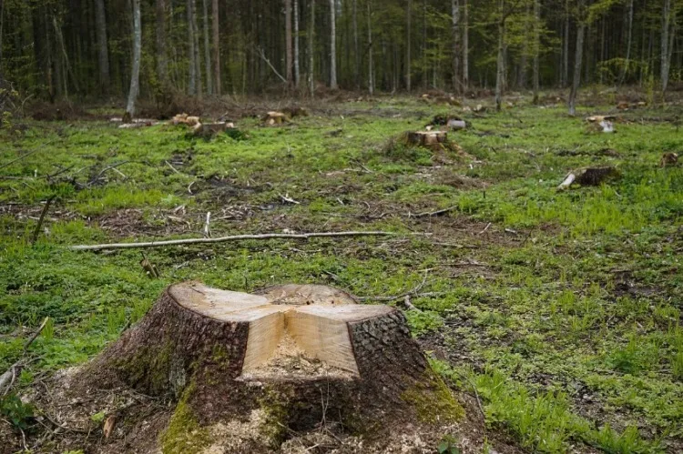 Remaining tree stump after deforestration