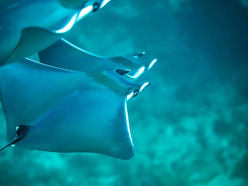 Devil Fish Ray