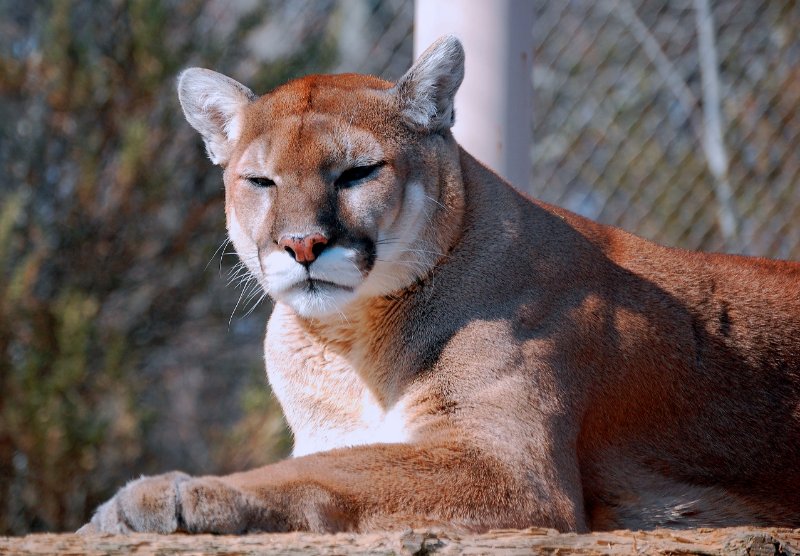 Eastern Cougar