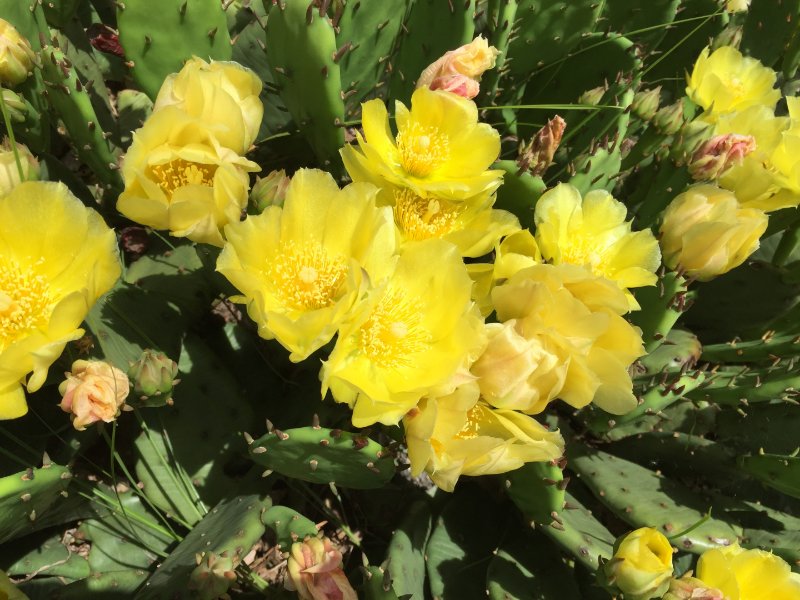 Flower of  Eastern Prickly Pear Cactus