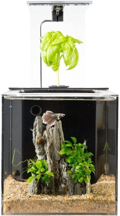 13 Best Aquaponics in a Greenhouse 4 EcoQubeC Aquaponics Aquarium