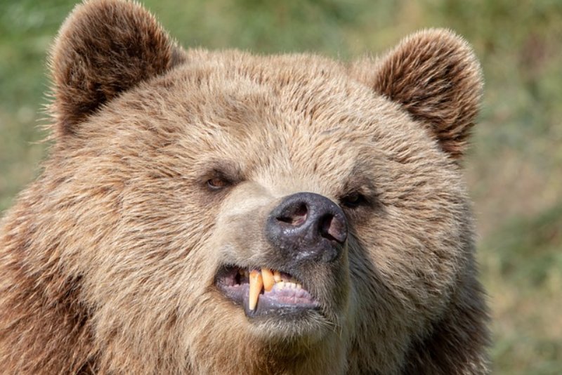 Face of a Brown Bear