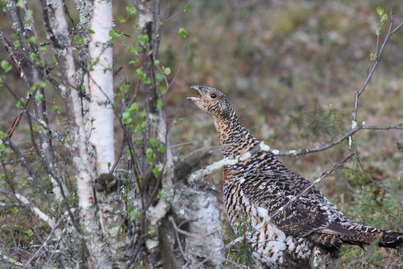 Eurasian Capercaillie in the Wild