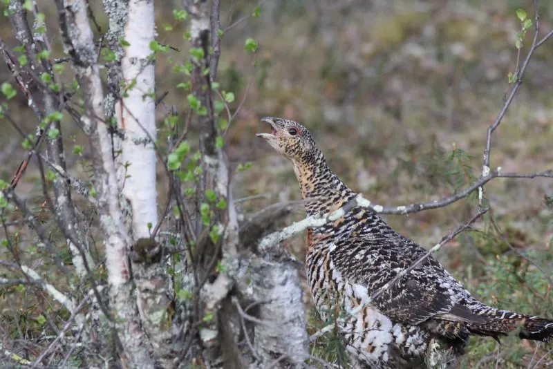 Eurasian Capercaillie in the Wild