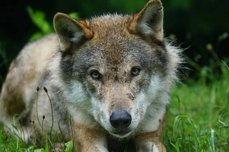 Face of a Eurasian Wolf