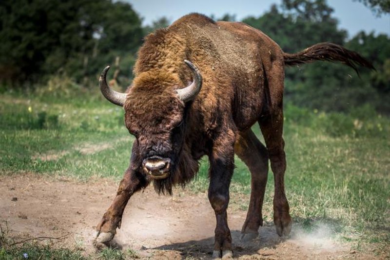 Big European Bison