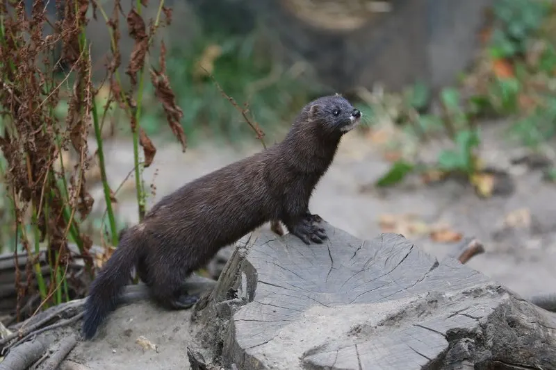 17 Most Endangered Animals of Europe 5 European Mink