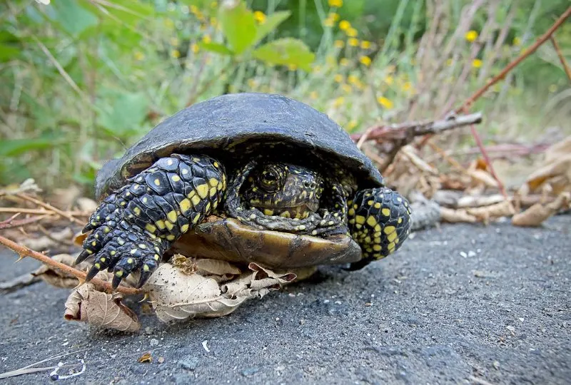 17 Most Endangered Animals of Europe 8 Adult European Pond Turtle