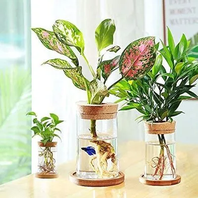 13 Best Aquaponics in a Greenhouse 10 Glass Planters Terrarium for Hydroponics Plants Cylindrical Glass Vases