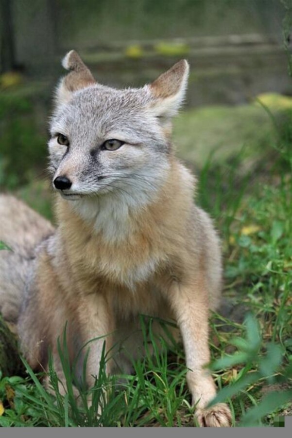 Sitting Gray Fox