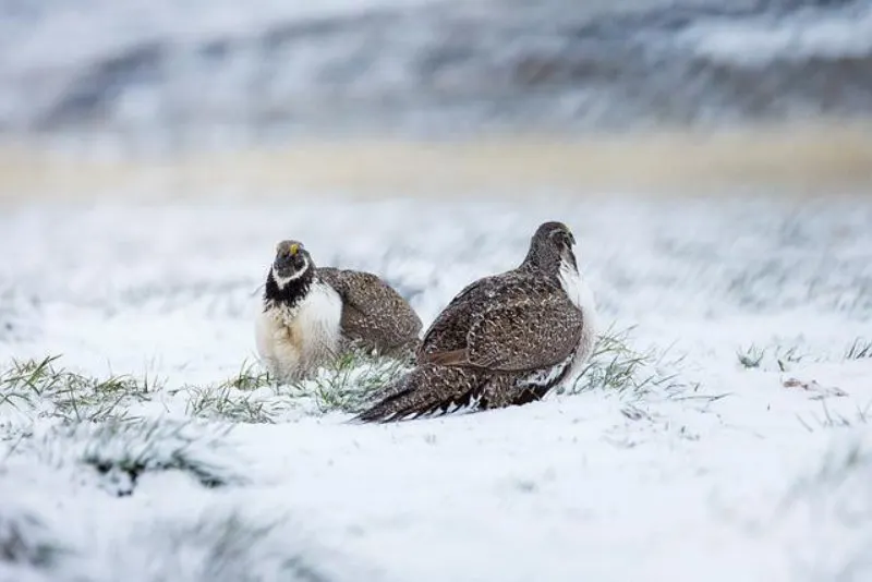 Pair of Greater Sage-Grouse