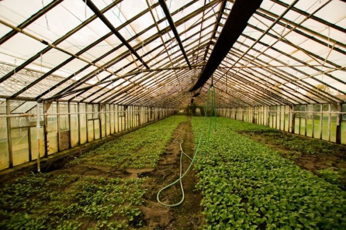 inside a Green house