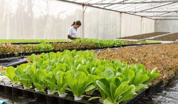 9 Best Greenhouses for Cold Climates 2 9 Best Greenhouses for Cold Climates