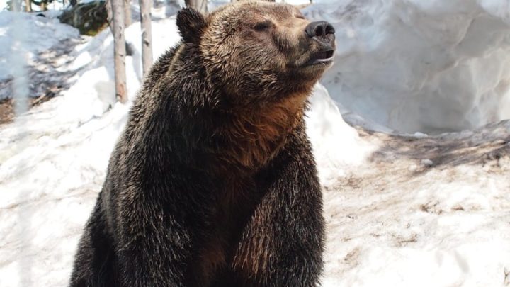 Adult Grizzly Bear 