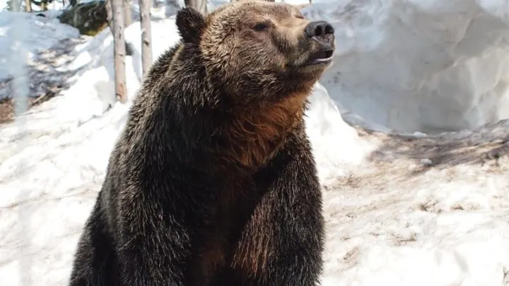 Adult Grizzly Bear 