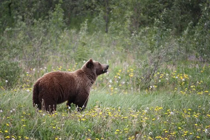 Grizzly Bear Cub