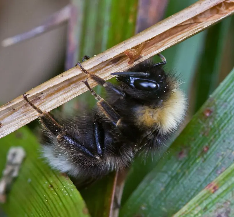 Lone Gypsy Cuckoo Bumble Bee