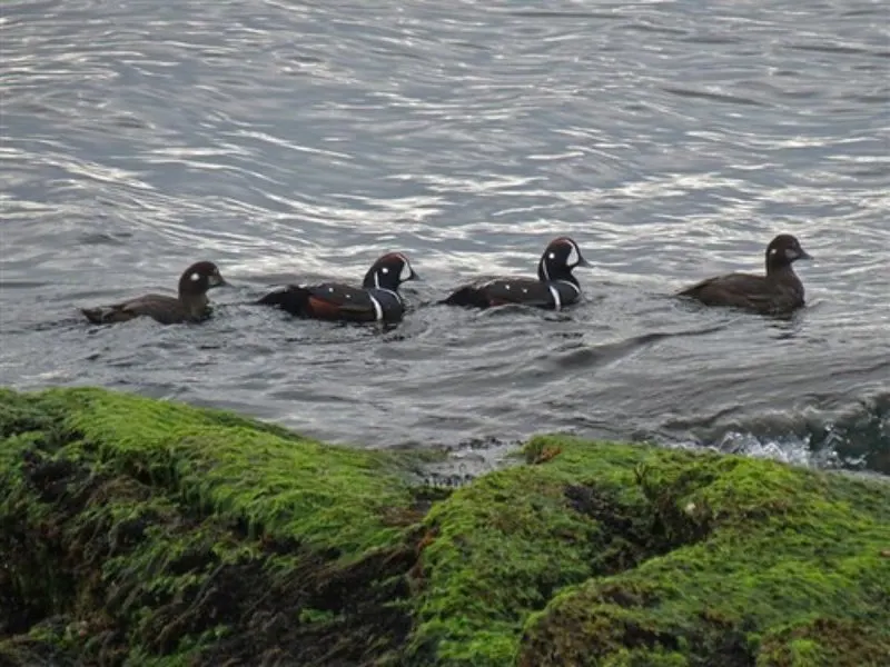 31 Most Endangered Species in Canada 4 Group of Harlequin Duck